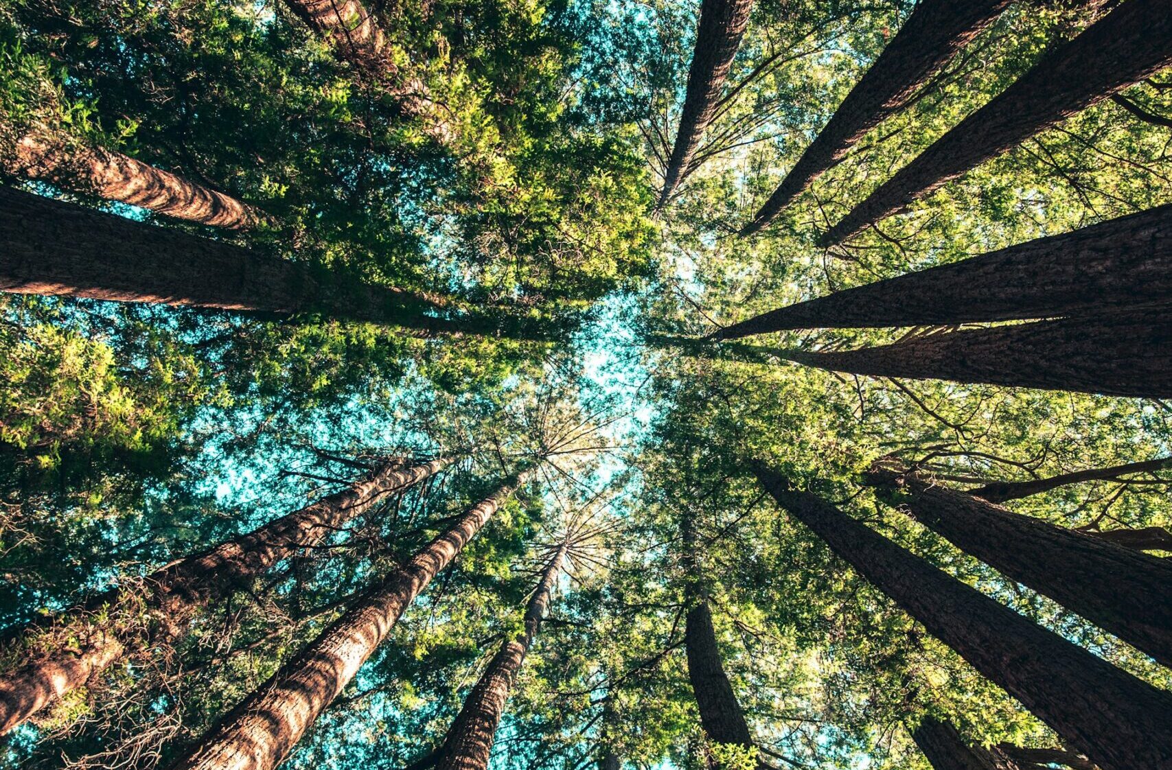 Naturbestattung: Natürlich, naturnah und nachhaltig?
