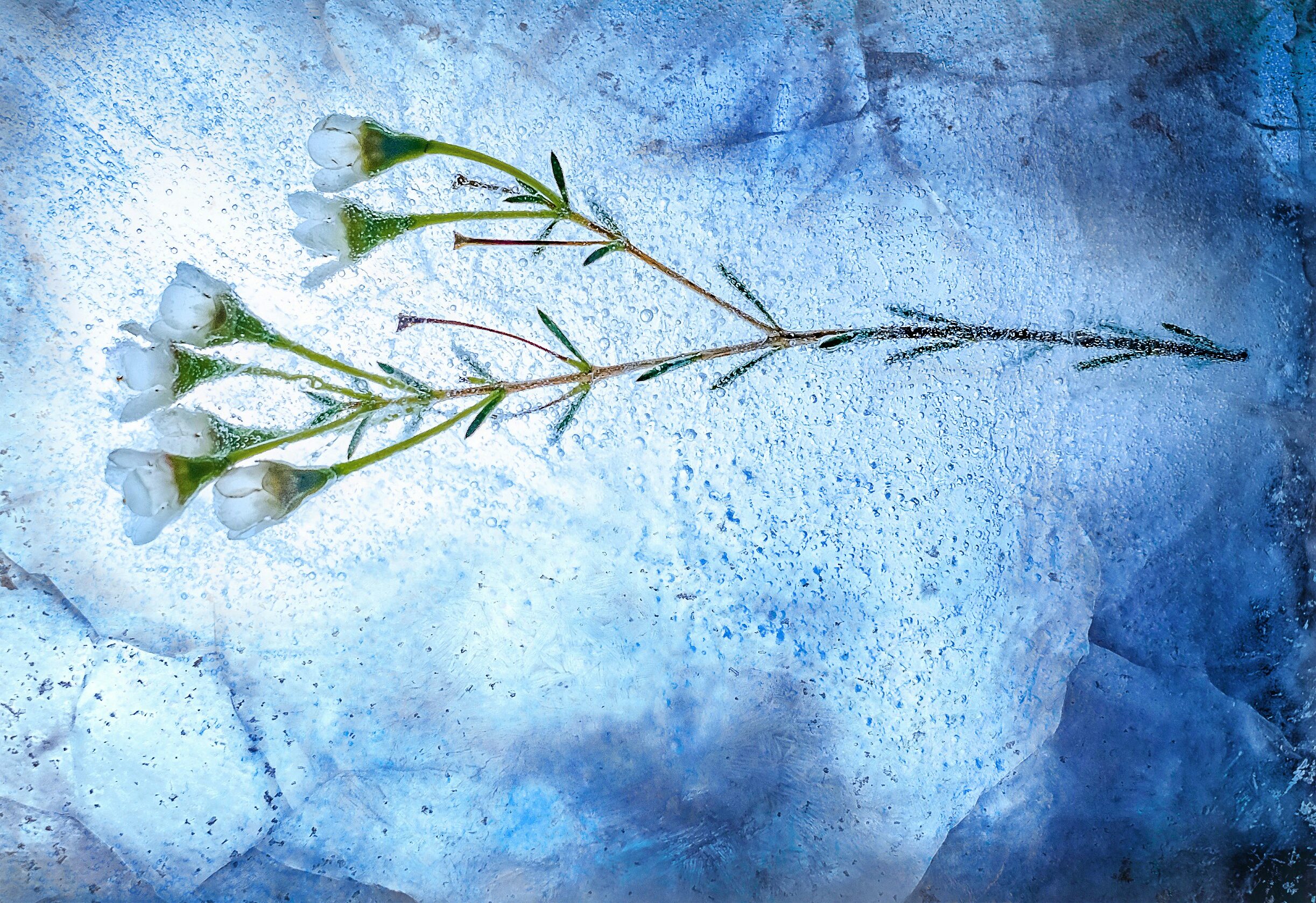 Frostige Versprechen? Die Promession zwischen Patent und Praxis